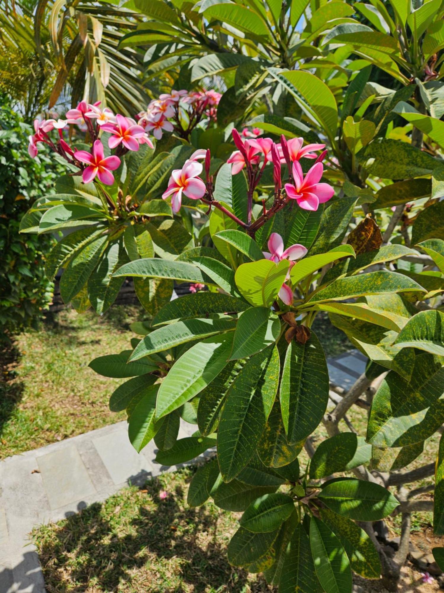 Apartamento Casa Frangipani Mauritius Trou d'Eau Douce Exterior foto